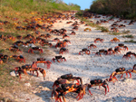 Refugio Natural de Fauna Cayo Campos-Rosario - La Isla de la Juventud