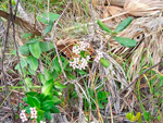 Refugio Natural de Fauna Cayo Campos-Rosario - La Isla de la Juventud