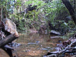 Parque Nacional Ciénaga de Lanier - La Isla de la Juventud