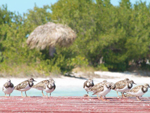 Aves - La Isla de la Juventud