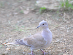 Aves - La Isla de la Juventud