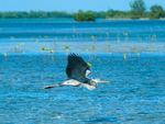 Aves - La Isla de la Juventud