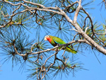 Aves - La Isla de la Juventud