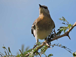 Aves - La Isla de la Juventud