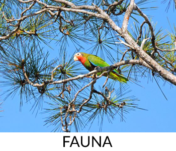 Fauna - Isla de la Juventud - Cuba