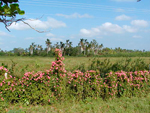 Flora - La Isla de la Juventud