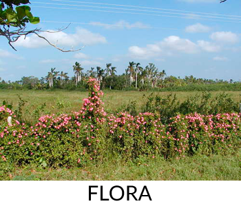 Flora - Isla de la Juventud - Cuba