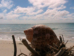 Parque Natural Punta Francés - La Isla de la Juventud