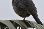 Aves