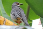Aves