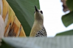 Aves