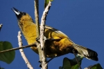 Aves