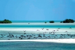 Aves