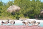 Aves