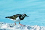 Aves