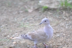 Aves