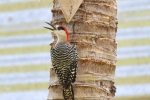 Aves