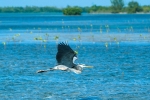Aves