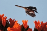 Aves