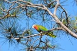 Aves