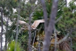 Aves