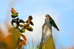 Aves