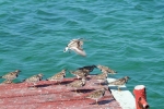 Aves