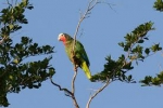 Aves