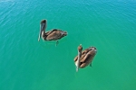 Aves