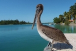 Aves