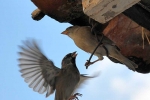 Aves