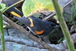 Aves