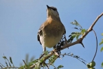 Aves