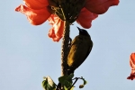 Aves