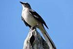 Aves