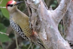 Aves