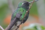 Aves