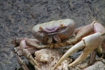 Fauna acuática