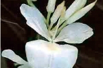 Flora