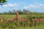 Flora