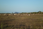Mamíferos