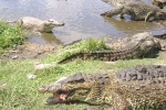 Reptiles