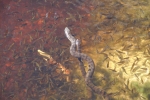 Reptiles
